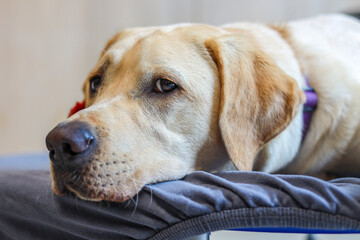 A blonde Labrador Retriever is lying on a trampoline, with its eyes turned toward the camera.