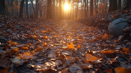 Canvas Print - Autumn Forest Path