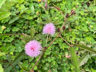 Two pink Mimosa pudica flowers with delicate filaments on green foliage, showcasing their vibrant colors in a natural garden setting.