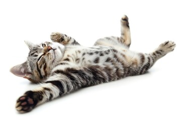 Poster - Playful tabby cat stretching adorably