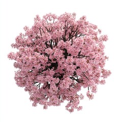 Wall Mural - Real cherry blossom tree flowers plant pink.