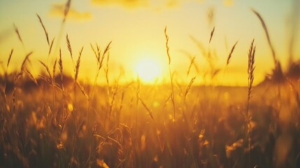 Detailed view of a field of grass silhouetted against a golden sunrise, with the sun casting long shadows