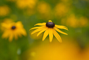 coneflowers, yellow flower, yellow blossoms, blooming, beautiful flower, blurred background, macro flower, charming blossom, yellow coneflower, pistils