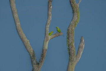 Wall Mural - the rose-ringed parakeet (psittacula krameri), known as the ring-necked parakeet, is a gregarious af