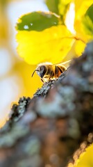 Wall Mural -  A bee up-close on a tree branch, sunflower nearby, blurred sunset sky