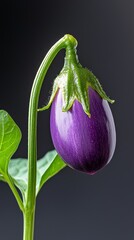 Wall Mural -  A tight shot of a purple bloom atop a verdant stem against a jet-black backdrop