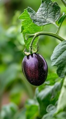 Poster -  A tight shot of a purple eggplant on a plant, adorned with green leaves and water droplets