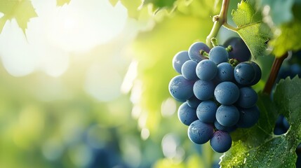 Wall Mural -  A vine with grapes and green leaves, hung on a sunny day