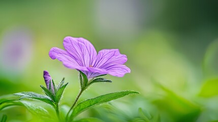 Sticker -  A tight shot of a purple bloom on a verdant plant, surrounded by a softly blurred green backdrop