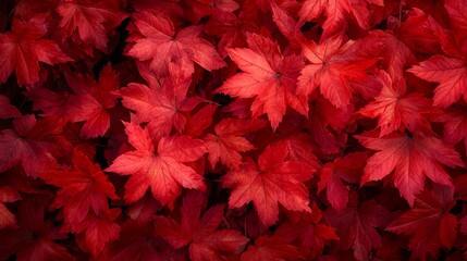 Sticker -  Red leaves scattered across background or wallpaper design