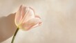 © สุพัฒตรา แสนพลี - tulip bathed in soft, natural light, casting a subtle shadow that accentuates its delicate form.