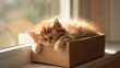 © Putt_Sanplee - An adorable orange Persian kitten curled up asleep inside a paper box, its soft fur glowing in the warm sunlight streaming through a window.