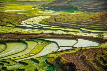 Rice terrasses fields of Madagascar