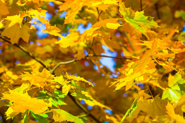 closeup red dry maple tree branch on blue sky, beautiful natural autumn outdoor background