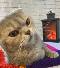 Cute scottish lovely sweet nice cat indoor rest relax on the blanket near the fire light 