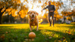 © sattawat - Cute dog playing ball with his family at park , pet and human relationship concept .