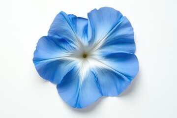 Wall Mural - Heavenly Blue Morning Glory Blossom Closeup