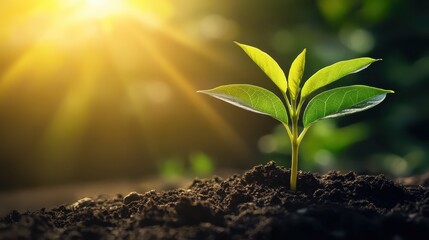 A vibrant seedling emerging from rich soil, illuminated by warm sunlight, symbolizing growth and new beginnings in nature.