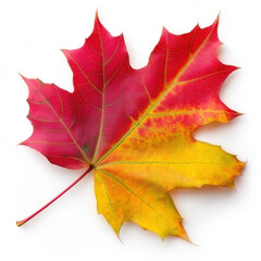 Sticker - Maple Leaf Isolated