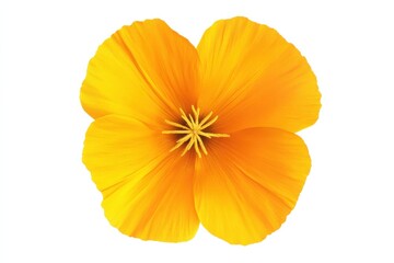 Wall Mural - Vibrant Orange California Poppy Isolated