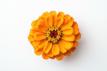 Bright Orange Zinnia Flower Portrait