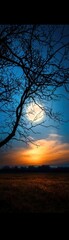 The silhouette of a tree with bare branches outlined against a full moon, casting long, dramatic shadows across a quiet field Realism, High contrast, Cool tones, Mysterious