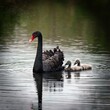 © Route66 - black swan, AI generated