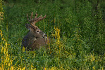 whitetail deer_ buck