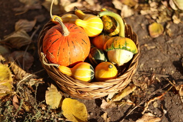 pumpkin in basket