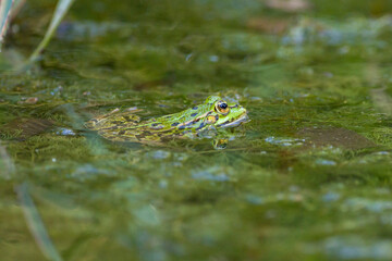 One green frog sits on the surface of the water in the midst of aquatic plants