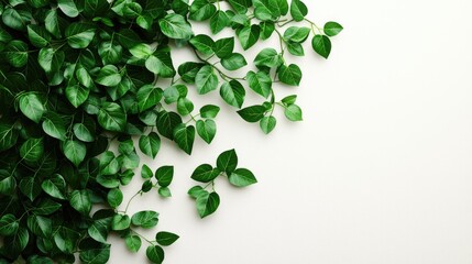 Vibrant green leaves create a fresh and natural background, perfect for nature-themed projects and designs.