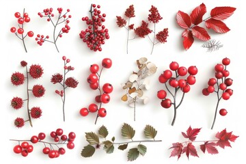 Wall Mural - red berries collection, 3d render, isolated on white background 