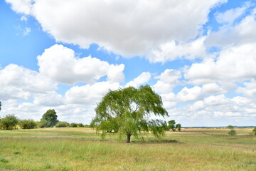 Wall Mural - Clouds Over Weeping Willow Tree in Field