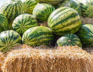 Pile of Green Organic Ripe Watermelons In The Farmers Market. Fruit Background.