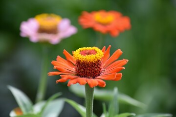 orange zinnia flower blooms in the garden