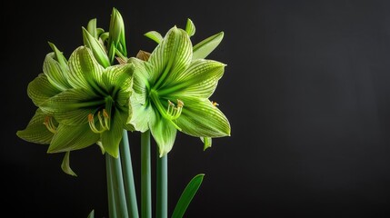 Wall Mural - Black Background with Green Amaryllis