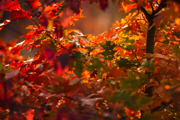 Autumn forest. Forest autumn landscape in sunny day. Orange fall leaves in park, autumn natural background. Orange color tree, red maple leaves in fall forest. Warm autumn forest landscape, fall