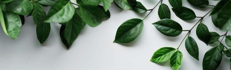 Sticker - Green Leaves on White Background