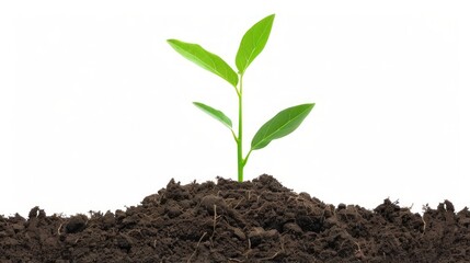 A small green plant is growing in a pile of dirt