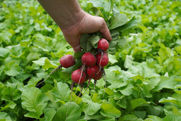 Wall Mural - red radish in farmer's hand. a gardener plucks a juicy organic radish from a vegetable garden.