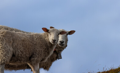 Closeup of two sheep side by side