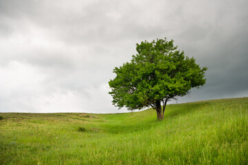 A tree standing alone on a green hill.