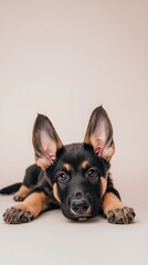 Wall Mural - A playful Deutscher Wachtelhund puppy lying on a light solid color background, its ears perked up and tail wagging