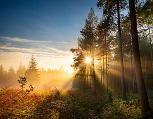 Wall Mural - Sun through the trees on a foggy autumn morning