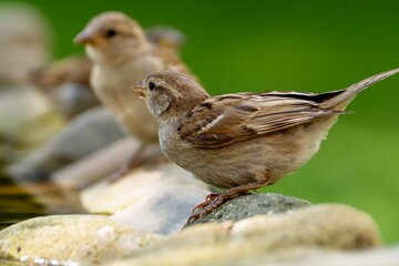 Wall Mural - Female house sparrow drinks water. Czechia. 