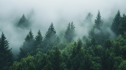 Wall Mural - A tranquil forest filled with tall evergreen trees enveloped in mist, creating an ethereal ambiance as shadows blend into the foggy distance