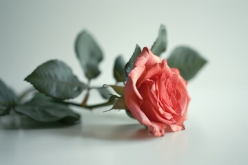 Poster - A single rose sits atop a white table, perfect for romantic gestures or as a symbol of appreciation