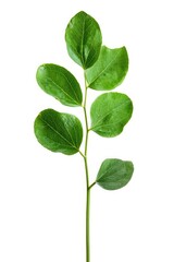 Wall Mural - A single green plant with leaves on a plain white background, ideal for use in various designs and layouts