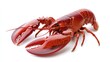 © Pricha.RT - A vibrant red lobster with detailed textures, its claws and shell glistening, isolated on a white background.