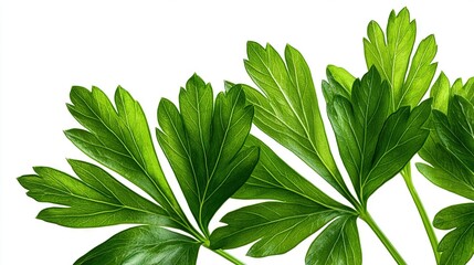 Poster -   Green plant on white background with clipping path